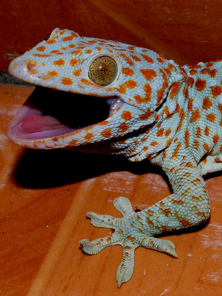 Figure 1. Tocay gecko (Gekko gecko). | Credit: Wikipedia Commons.