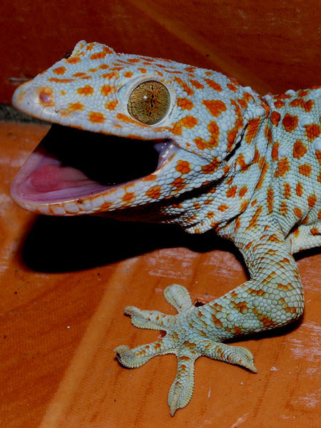 Geckos Have a Surprisingly Strong Death Grip, Science