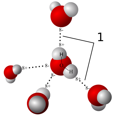 Figure 2: Model of hydrogen bonds in water. The water molecule is a permanent dipole. | Credit: Wikipedia Commons.