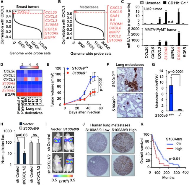 Figure 2. S100 A8 and A9 are expressed by MDSCs and mediate the effect of CXCL1 and CXCL2 in breast cancer. Genes corresponding to membrane and secreted proteins highly expressed in breast tumors (A) and metastases (B) and MDSCs (C), notice the coincidence of S100A8 and 9. (E-G) In animal chimeras reconstituted with S100A8 and 9 knockout MDSCs breast tumors grow less and there are less metastases. (K) Reduced survival in patients overexpressing S100A8 and 9. | Credit: Acharyya et all ( 2012)