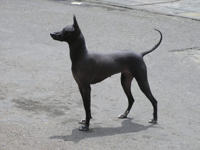 Peruvian hairless doc | Credit: Yuri Hooker / Wikimedia Commons