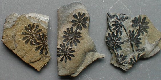 Fossilized plants of the Pennsylvanian subperiod of the Carboniferous period.
