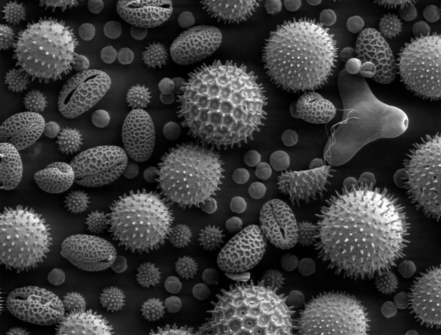 Figure 2. Scanning electron microscope image of pollen grains from a variety of common plants. Credit: Wikimedia Commons