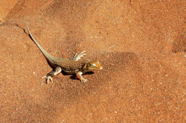 Lizard in Sossusvlei | Credit: Monica Guy