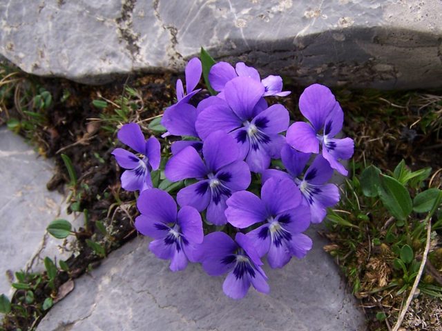 Viola_alpina_a2