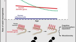 On Neurons and Nuclear Explosions