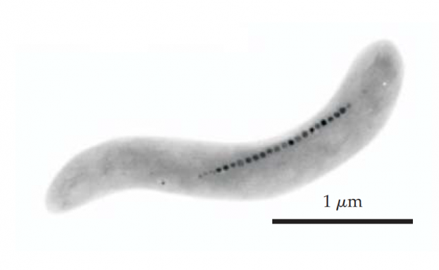 Figure 2: the bacterium Magnetospirillum magnetotacticum has a chain of magnetosomes fixed in the cytoplasm. Every magnetic crystal incorporated in the magnetosomes have approximately 42 nm long. | Credit: Johnsen, S. & Lohmann, K. J. Magnetoreception in animals. Phys. Today 61, 29 (2008).