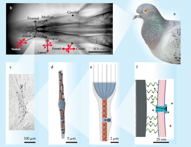 Figure 3. Magnetite-based magneto-reception in domestic pigeon. B, X-ray image of the upper beak showing the three pairs of iron-containing areas: frontal, median and caudal. C, Stained iron deposits (dark) in a section of the dendritic region. D, representation of a single neuron showing the iron-coated vesicle (light blue) and the magnetite crystals (dark blue) alternating with rows of maghemite platelets (red). E-F, hypothetic mechanism: on a complex array of magnetic minerals, the magnetic flux in a neuron is enhanced by the maghemite platelets affecting the position of one of the magnetite clusters. The magnetite cluster is pulling from a membrane and bending it to open a mechanic ion channel. | Credit: Johnsen, S. & Lohmann, K. J. Magnetoreception in animals. Phys. Today 61, 29 (2008).