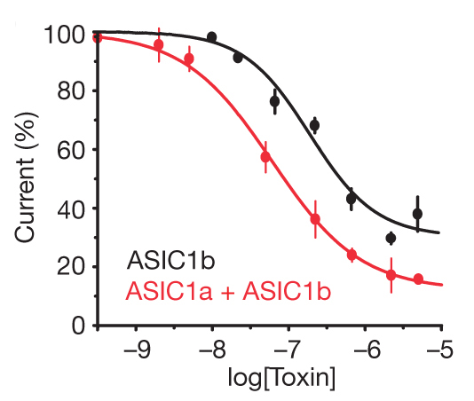 Figure 4. Inhibition of rat ASIC channels expressed in COS-7 cells (n = 4-15) |Credit: Diochot et al (2012)
