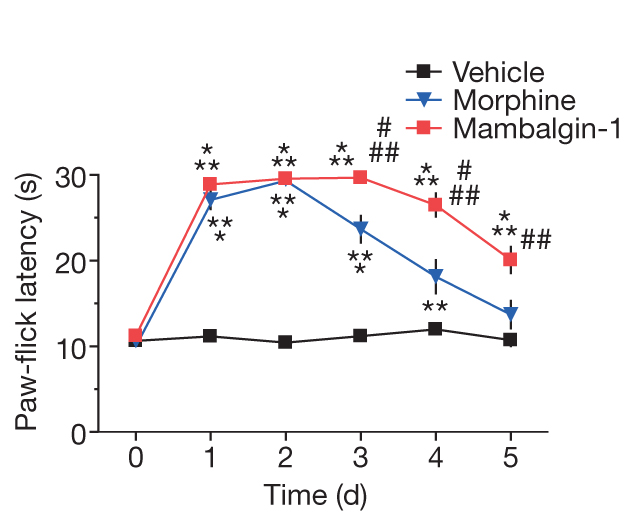 Figure 6. Repeated intrathecal injections of mambalgins-1 induce less tolerance than morphine at concentrations giving the same analgesic efficacy (n = 10, comparison with vehicle (*) or morphine (#)) | Credit: Diochot et al (2012)
