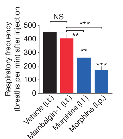 Figure 7. Mambalgin-1 (i.t., intrathecal) induces no respiratory depression unlike morphine (i.t., intrathecal or i.p., intraperitoneal), 0.01 and 0.4 mg per mouse, respectively (n = 4-7, comparison with vehicle unless specified). | Credit: Diochot et al (2012)