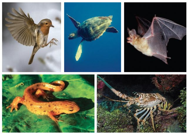 Figure 1. A wide range of animals exhibit magnetic compasses: the European robin (up left), the loggerhead sea turtle, the brown bat, the Caribbean spiny lobster (bottom right) and the red-spotted newt (bottom left). Turtles, lobsters and newts, also have magnetic maps. | Credit: Lohmann, K. J. Q&A: Animal behaviour: Magnetic-field perception. Nature 464, 1140–1142 (2010).