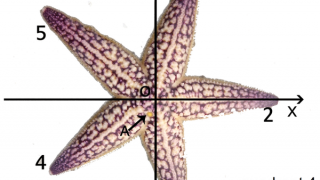 The strong arm of a starfish