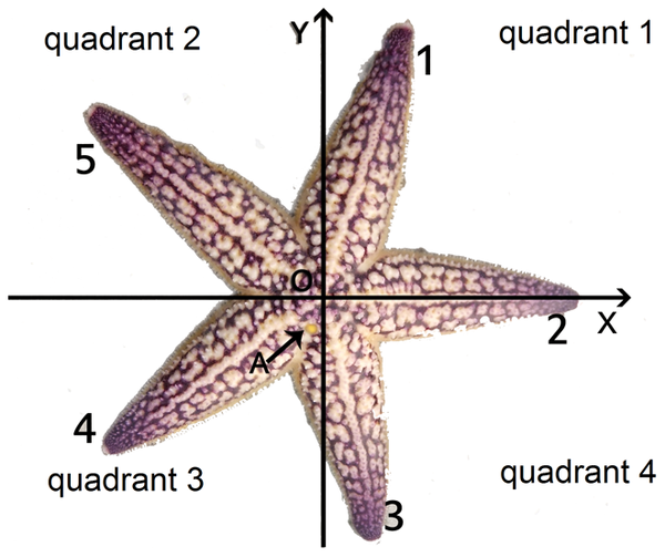Figure 2. The arms of the starfishes of this study were numbered starting with the arm opposite to the madreporite (A).| Credit: Ji et al. (2012)