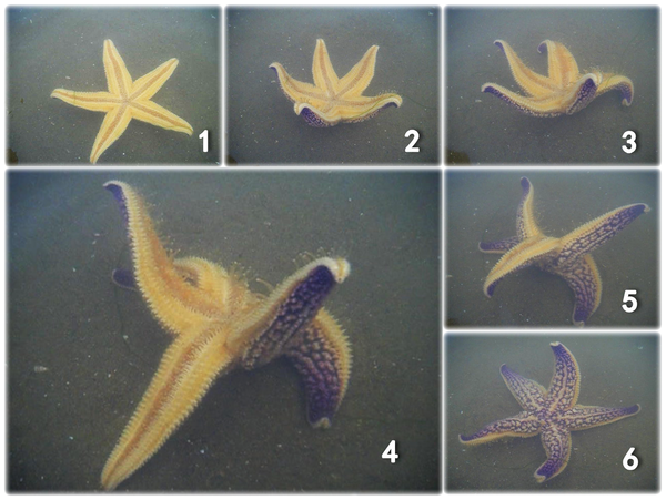 Figure 3. Starfish turning over bending two arms and pushing the opposite (stamping arm) against the seabed | Credit: Ji et al.(2012)