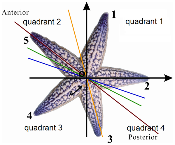 Figure 4. Antero-posterior axis in a starfish lies, according to Ji et al., along the fifth arm (red line). The blue, yellow and green lines represent the average planes for turning over, crawling and fleeing. | Credit Ji et al. (2012)