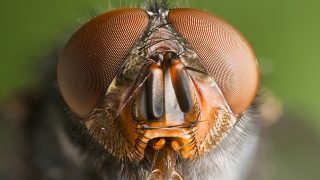 The quest for the elementary motion detector in the fly