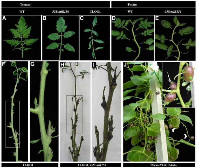 Figure 3. miR156 Links Tuberization with Juvenility and CK Signaling | Credit: Eviatar-Ribak et al. (2013) (A) A compound leaf of wild type tomato. (B) A leaf of a 35S:miR156 tomato plant. (C) A leaf of a TLOG1 tomato plant. (D) WT potato shoot. Note the age-dependent changes in leaf morphology along the shoot. (E) A shoot of a 35S:miR156 potato plant. (F and G) An upper part of a TLOG1 shoot. (H and I) miR156 promotes TMTs in upper nodes of TLOG1 plants. (J) Tuber-bearing aerial stolons (arrows) in a 35S:miR156 transgenic potato plant.