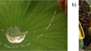 Carnivorous plants inspire novel liquid repellent surfaces