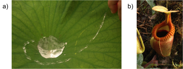 Figure. 1. a) Lotus leaf. b) Nepenthes pitcher plant | Credit: Wikimedia commons.