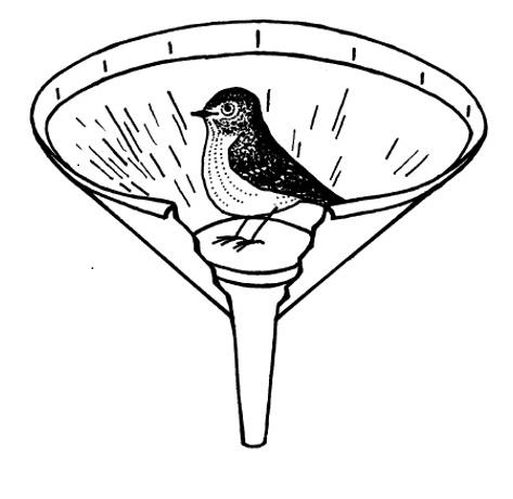 Figure 2. The migratory urge in some birds is so strong that during the night they jump towards their preferred migratory direction even when caged. This jumps can be recorded with sensors or typewrite tape in an experimental setup known as the Emlen Funnel. | Credit: Mouritsen (2001)