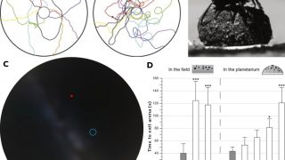 On humans, birds and dung beetles: using stars for orientation