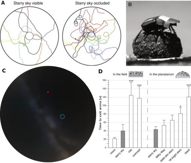 Figure 3. A) Paths of the dung beetle in a moonless night when allowed to see the sky and when the sky was occluded. B) Cardboard cap used to occlude the dorsal vision of dung beetles C) Night sky as seen by the dung beetle superposition eye. Only the Milky Way the star Vega (inside of the blue circle) are visible. D) The time taken for the beetles to roll to the edge of a 2m arena from the center was taken as a proxy for performance both in the field and in the planetarium and under different conditions. Note that a dung beetle observing the Milky Way alone performs only slightly worse than a dung beetle seeing the full starred sky. | Credit: A,B and D taken from Dacke et al (2012) , C taken from J.L. Gould “Animal Navigation: A Galaxy of Cues." Current Biology Biol 2013 23:R149-R150. ; doi:10.1016/j.cub.2013.01.003. 