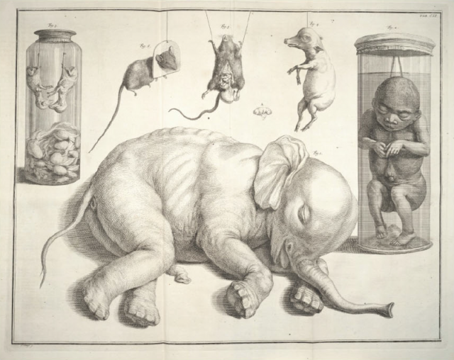 Figure 2. Plate 111 of Albertus Seba’s Cabinet of Natural Curiosities (1734) depicting the famous elephant fetus of his unique collection. Credit: Cappellini et al. (2013)