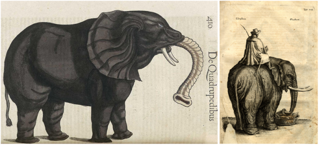 Figure 3. Two figures of elephants cited by Linnaeus as Elephas maximus (with range of syntypes): left, Gesner (Historiae Animalium, 1551) depicts an African elephant, while Jonston (Historiae naturalis de quadrupedibus, 1650) shows an Asian elephant. The type series of Elephas maximus is, thus, composite. | Credit: Cappellini et al. (2013)