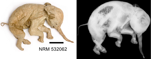 Figure 4: The elephant fetus of Seba’s collection (now a specimen of the Swedish Museum of Natural History), taken out of its jar for tissue removal and radiography 250 years after Linnaeus examined it. Scale bar= 10 cm. Credit: Cappellini et al. (2013)