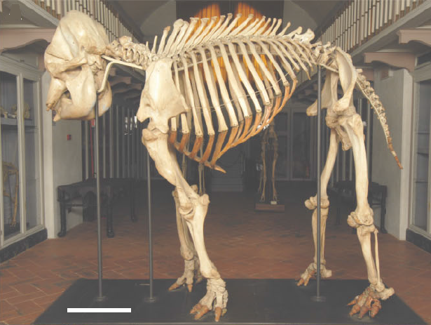 Figure 5. The lectotype of Elephas maximus designated by Cappellini et al. A skeleton of an Asian elephant, (an itinerant circus animal during the 17th century known in life as “Hansken”) cited within Linnaeus’ references and kept in the Natural History Museum of the University of Florence. | Credit: Cappellini et al.( 2013)