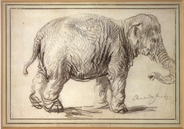 Figure 6. Portray of Hansken by Rembrandt, when it was “performing” in Vienna during 1637. Clearly an Asian elephant. | Credit: Cappellini et al. (2013)