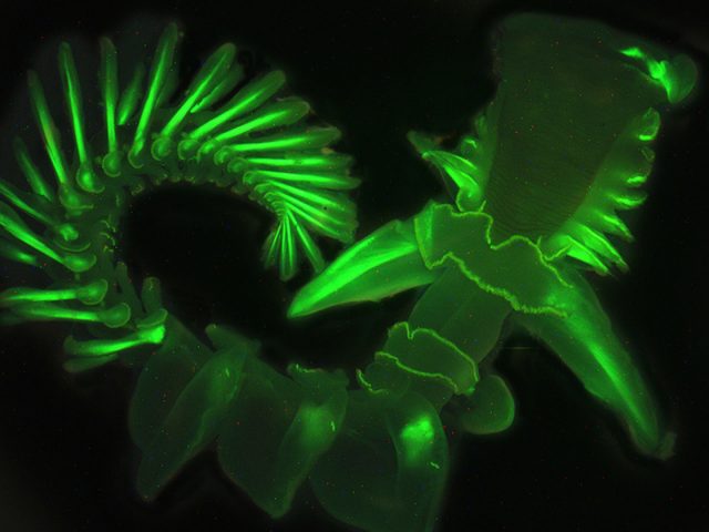 The parchment tube worm glows green under a black light. Its natural blue glow is difficult to capture on camera. | Credit: Dimitri Deheyn, Scripps Institution of Oceanography, UC San Diego
