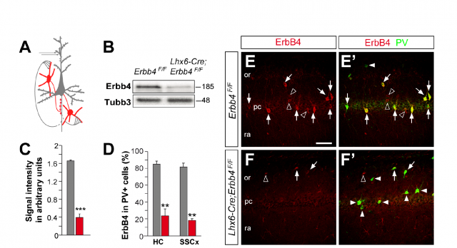 Figure 2. Characterization of the genetically altered mice. The scheme represents the affected interneurons (in red) and their connection to the pyramidal cells (in gray). On the right panels, fluorescence microscopy applied to slices of brains from normal (upper panels) or genetically altered mice (lower panels) show a serious alteration in the expression of ErbB4 protein (in red); however, the distribution pattern of these interneurons (stained in green for the specific marker PV) is not significantly affected (see Ref. 1 for details)