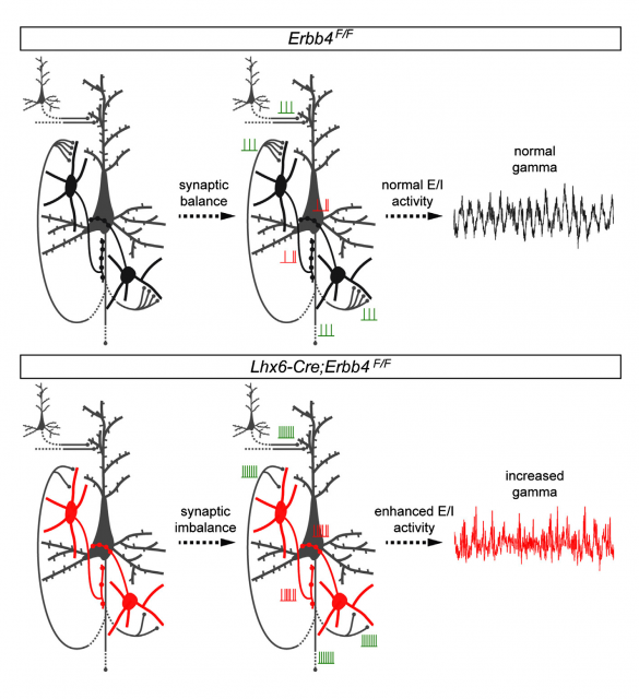 Figure 3. In mice expressing ErbB4 in normal conditions, interneurons (in black) display a balance between excitatory and inhibitory signals that regulate the electrical behavior of pyramidal cells (in gray); in genetically altered mice, in which interneurons do not normally express Erbb4 (in red), all signals are affected, resulting in an overall increase in the activity of the neuronal circuit | Credit: del Pino et al (2013)