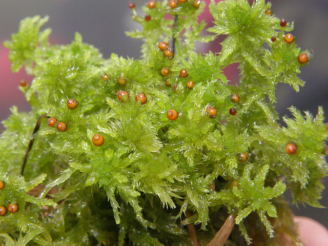 Fig. 1. Sphagnum tenellum, a peat moss. Note the small spherical capsules where spores are produced. | Credit: R. Medina