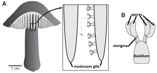 Figure 3. Location of the basidia in a mushroom fruiting body. | Credit: Noblin et al. (2009)