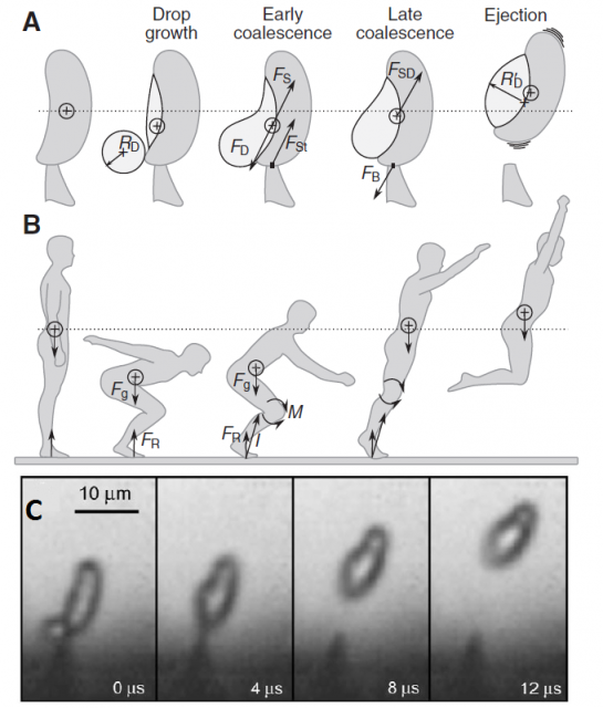 Figure 4. Ballistospore mechanism. A) Diagram of the spore ejection. A drop of water condenses close to the proximal portion of the spore. When it grows beyond a limit, its superficial tension is not enough to keep the spherical shape and it coalesces with the spore. The sudden push to the center of gravity ejects the spore. B) Suggested analogy with an animal jumping. C) Spore discharge in Auricularia auricula. | Credit: Noblin et al. (2009)