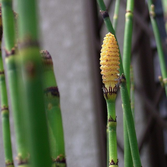 Figure 5. Strobilus of the horsetail Equisetum hyemale, bearing the sporangia where spores are produced. | Credit: Wikimedia Commons