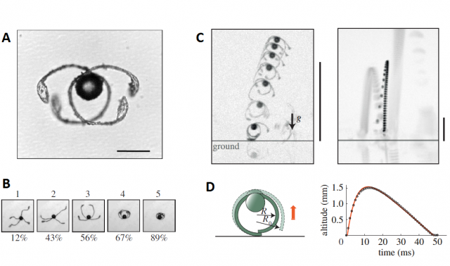 Figure 6. Walks and jumps of Equisetum spores. A) Equisetum spore with partially contracted elaters. B) Reaction of the elaters to different humidity conditions; consecutive humidity cycles would lead to the spore “walking” randomly. C) Equisetum spore “jumping”. D) The jumps are produced by the liberation of the tension accumulated between two stuck elaters. | Credit: Marmottant et al. (2013)