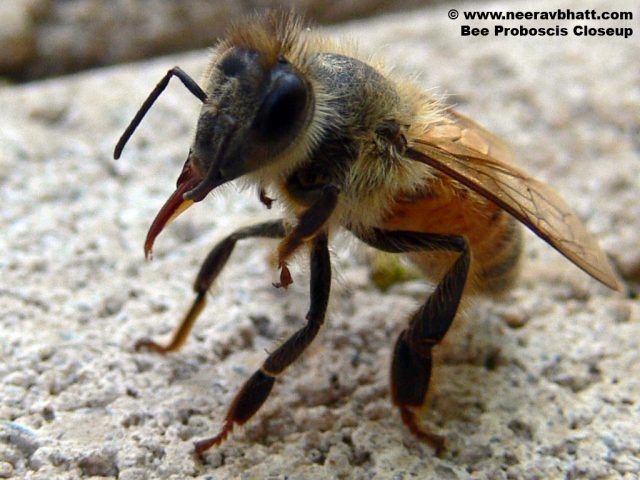 Figure 1. Bee extending its proboscis. | Credit: Neerav Bhat 