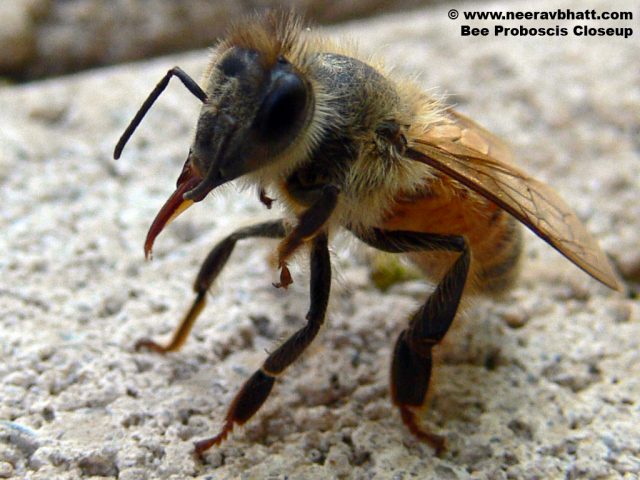 Bees seeking bacteria: How bees find their microbiome