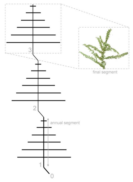 Figure 4. Annual segments of some monopodial mosses allow estimating the age of the colony. | Credit: Cardoso et al. 2010