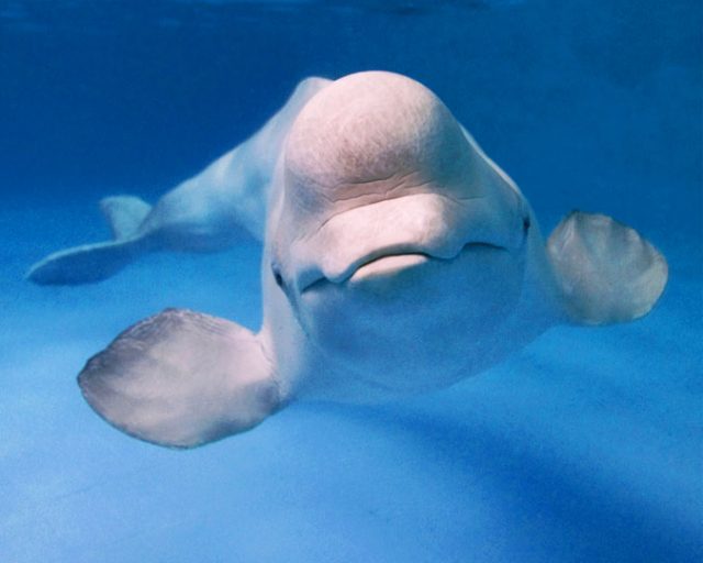 Beluga