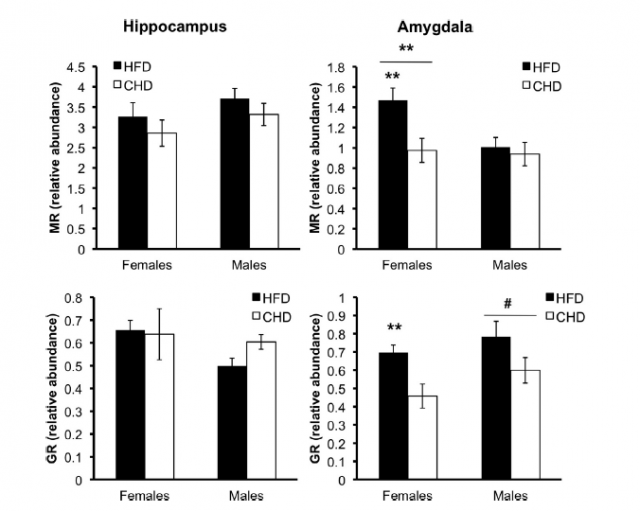 Figure 4. Analysis of the relative abundance of the two main corticosteroid receptors: mineralocorticoid receptor (MR) and glucocorticoid receptor (GR), in two different brain areas: hippocampus and amygdala. The data clearly show a differential effect between sexes | Credit: Sasaki et al (2013)