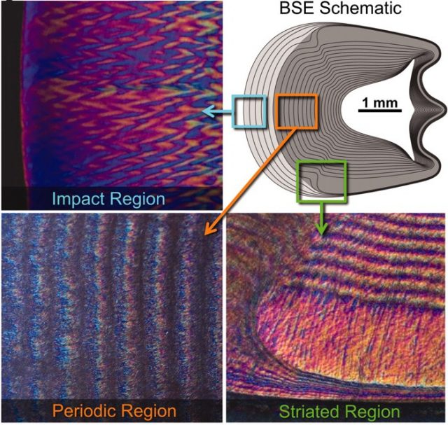 Figure 2. The dactyl club of a mantis shrimp is highly structured to survive hundreds of high speed impacts. A cross-section shows its different regions: a hard impact region (blue), a periodic region (orange) and a striate region (green) with chitin fibres perpendicular to the section plane. | Credit: Weaver et al (2012) 