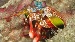 Mantis shrimps (part 1): the Mike Tyson of the sea