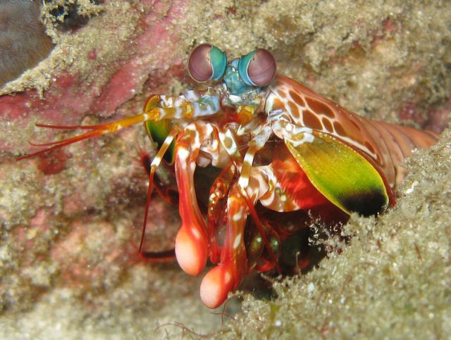 Mantis shrimp