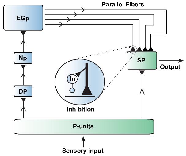 Figure 2. The neural circuit responsible to cancel redundant sensory information in the weakly electric fish. The circuit cancels one specific frequency, and works for any signal intensity in the physiological range. | Credit: Mejias et al (2013)