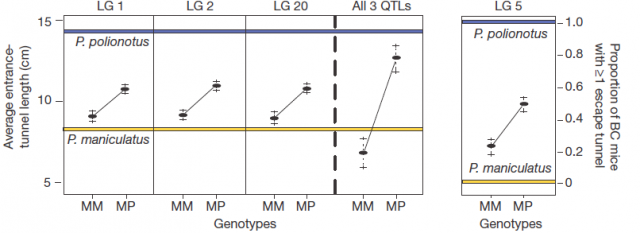 Figure 3: Left, individual and combined QTLs (linkage groups 1, 2 and 20) on entrance-tunnel length versus BC mice genotype. Right, Proportion of BC animals that construct escape tunnels for each of the two genotypes. Blue and yellow lines represent average phenotype of the parental. Genotypes are either homozygous P. maniculatus (MM) or heterozygous P. maniculatus/polionotus (MP). | Credit: Weber et al (2013)
